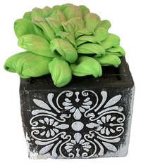 Single Wooden Succulent