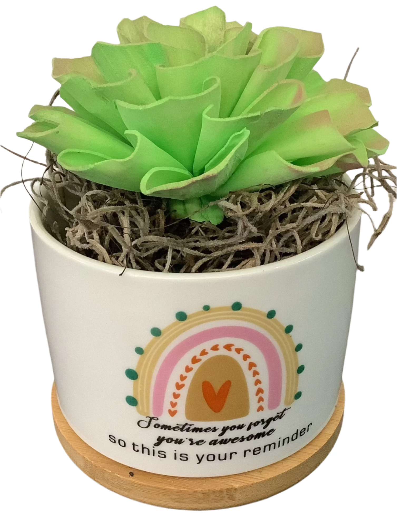 Single Wooden Succulent