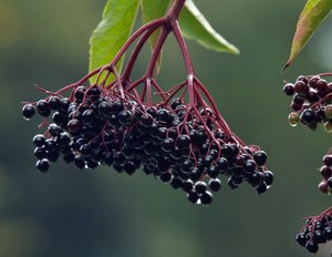 Elderberry Jelly - 19 oz